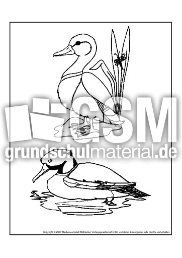 Ausmalbilder-Stockente-4.pdf